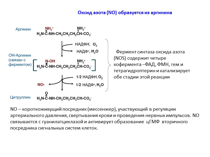 Оксид азота (NO) образуется из аргинина   Фермент синтаза оксида азота (NOS) содержит